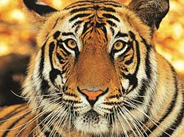 Only 106 Stripped Royal Bengal Tigers Exist in the Wild Today