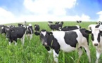 Measure To Eradicate Mycoplasma Disease Will See 100,000 Cows Culled In New Zealand