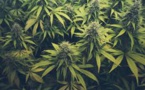 New Highs Being Reached By Cannabis Shares