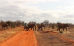 Zimbabwe to issue elephant hunting licences to combat economic crisis