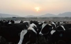 China Faces Milk Surplus Amid Slumping Demand