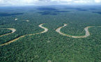 Scientists Claim Half of Tree Species in the Amazon at Risk of Extinction